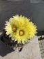 Preview: Coryphantha cornifera
